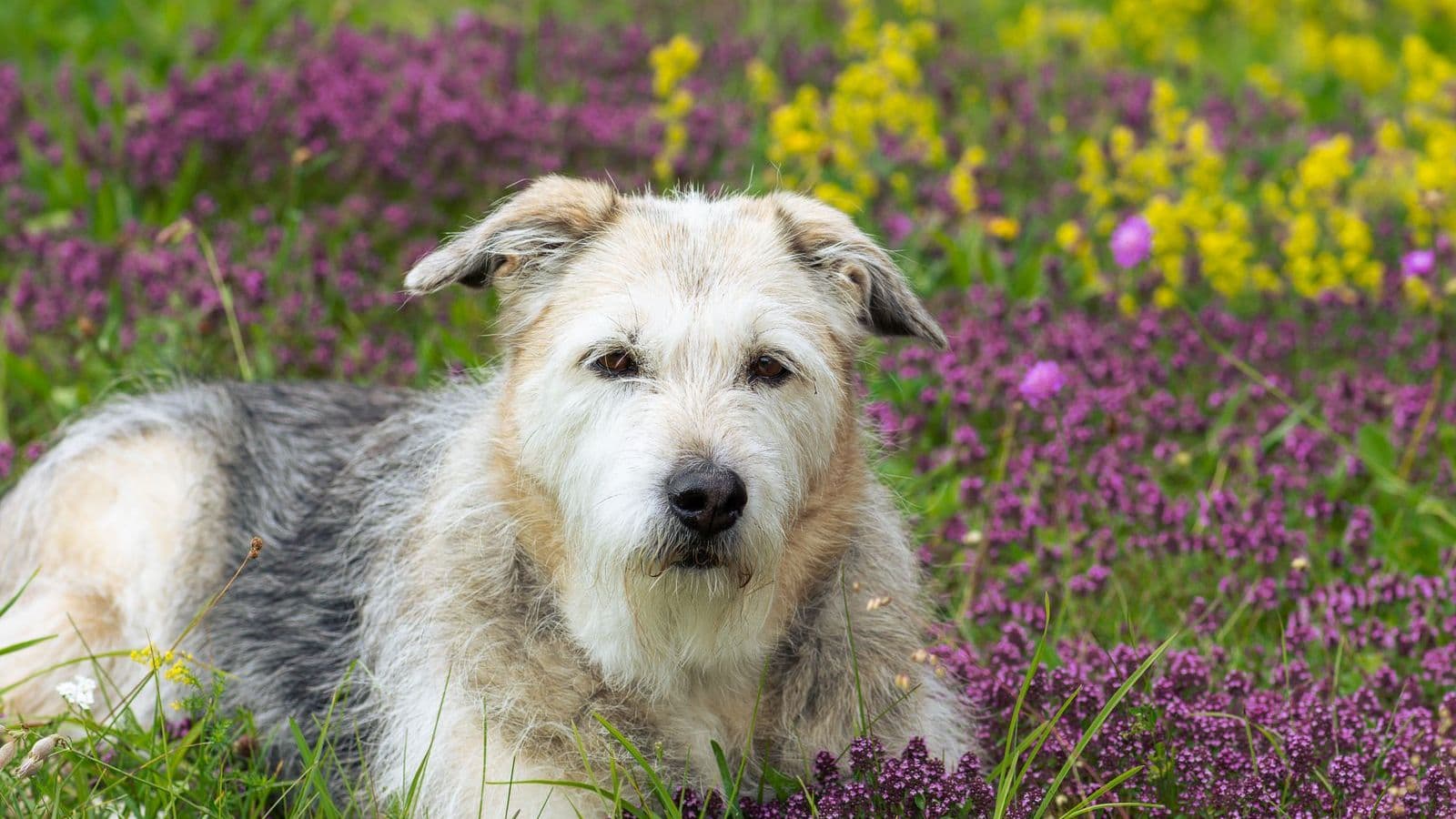 A Glen of Imaal Terrier