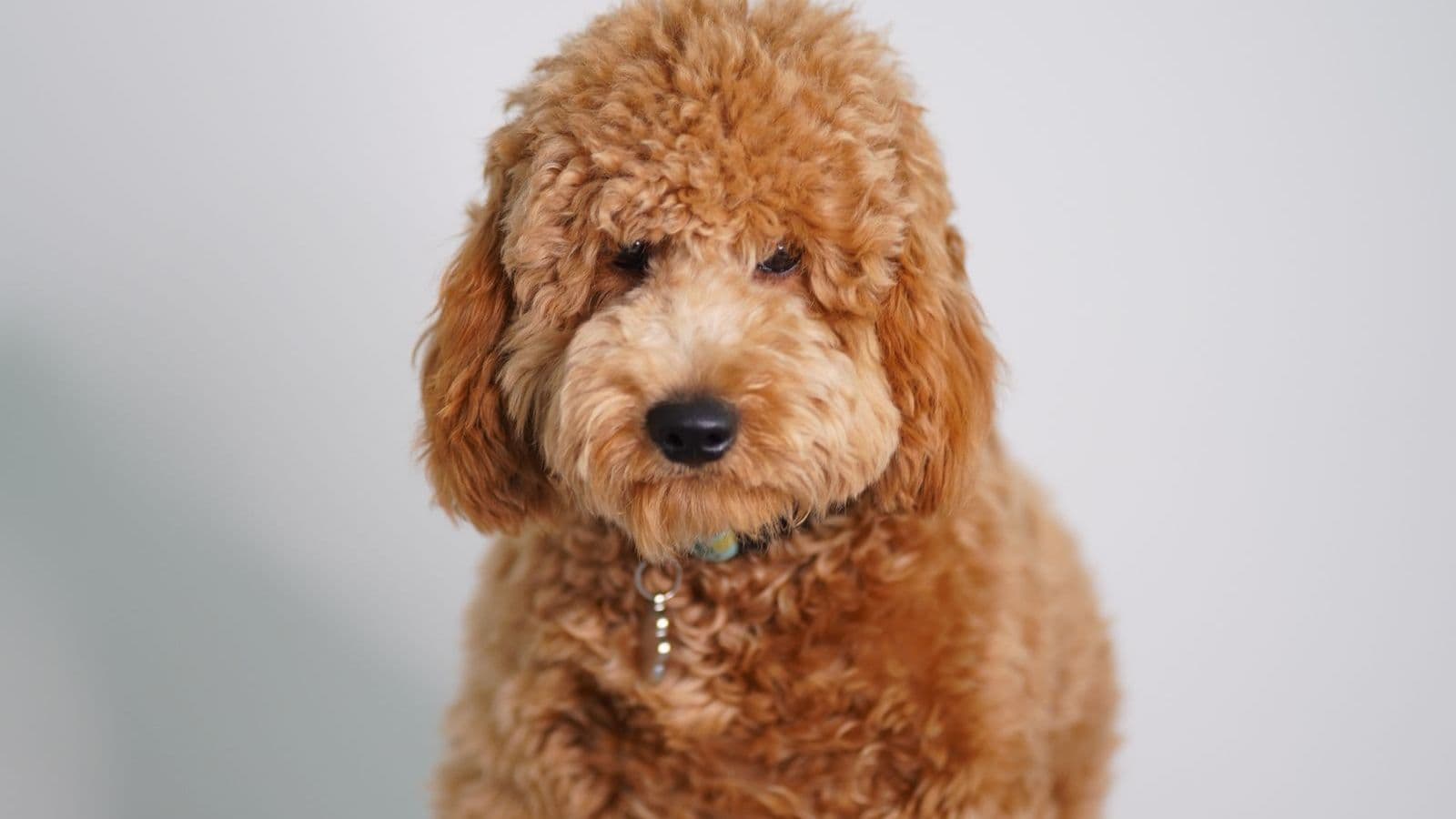 A Goldendoodle
