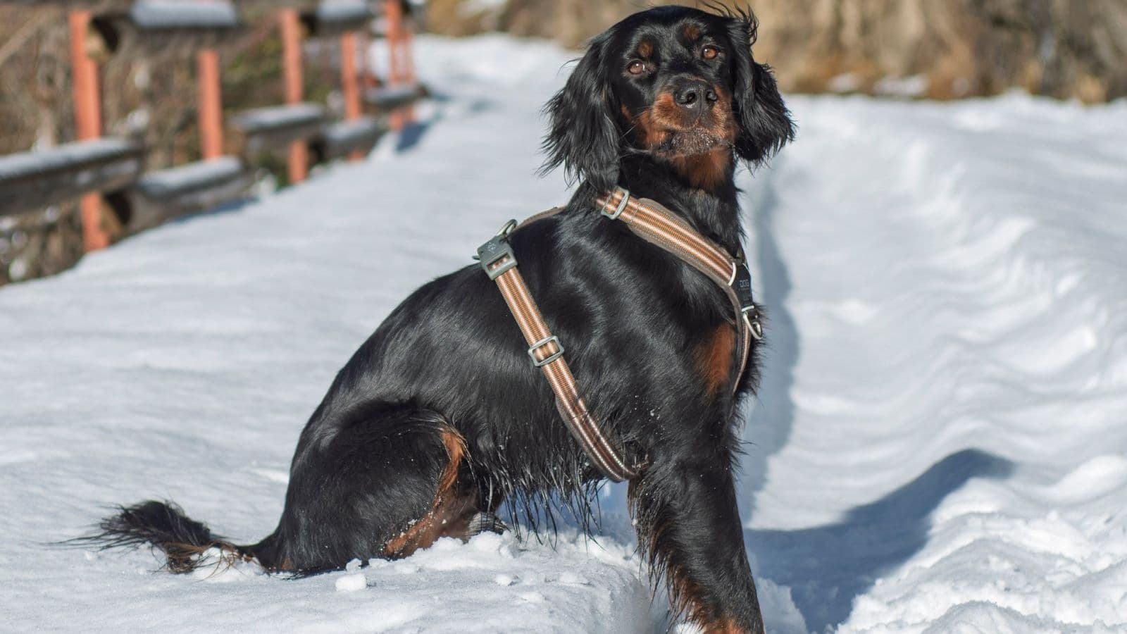A Gordon Setter