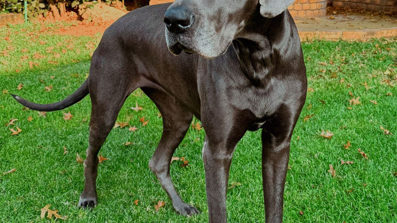 A Great Dane