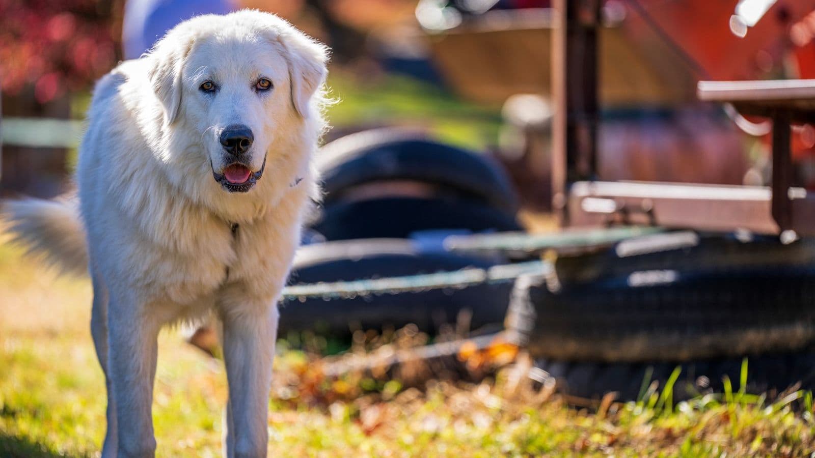 A Great Pyrenees