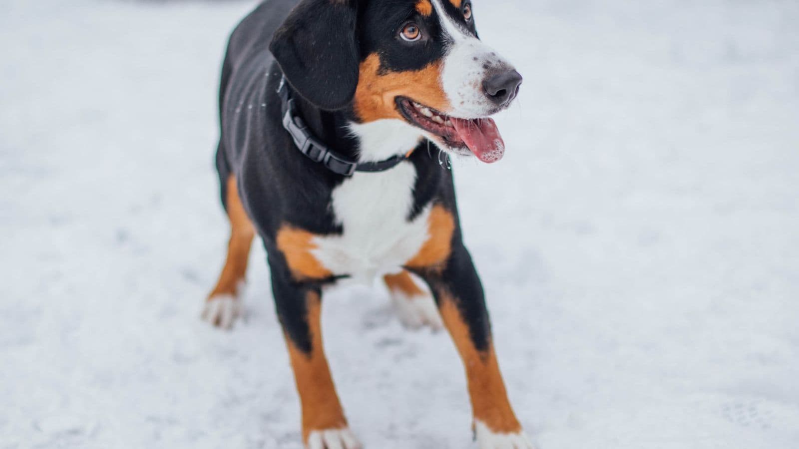 A Greater Swiss Mountain Dog