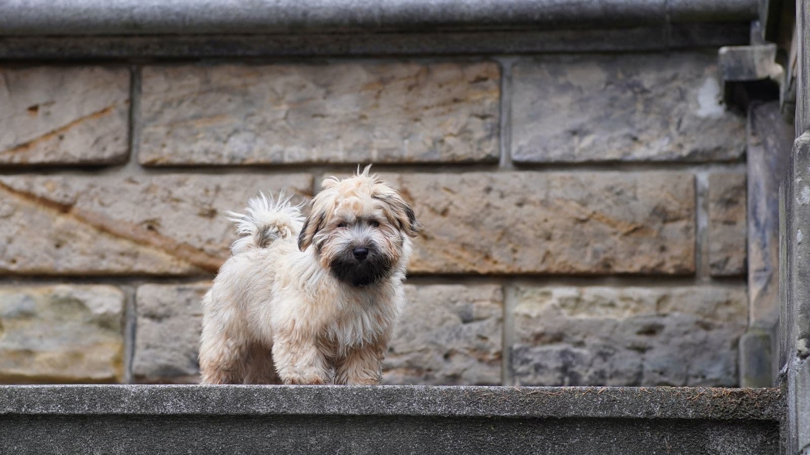 A Havanese dog