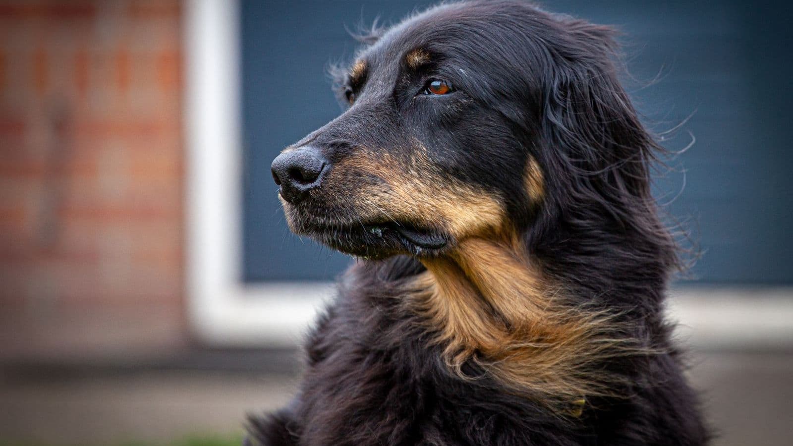 A Hovawart dog