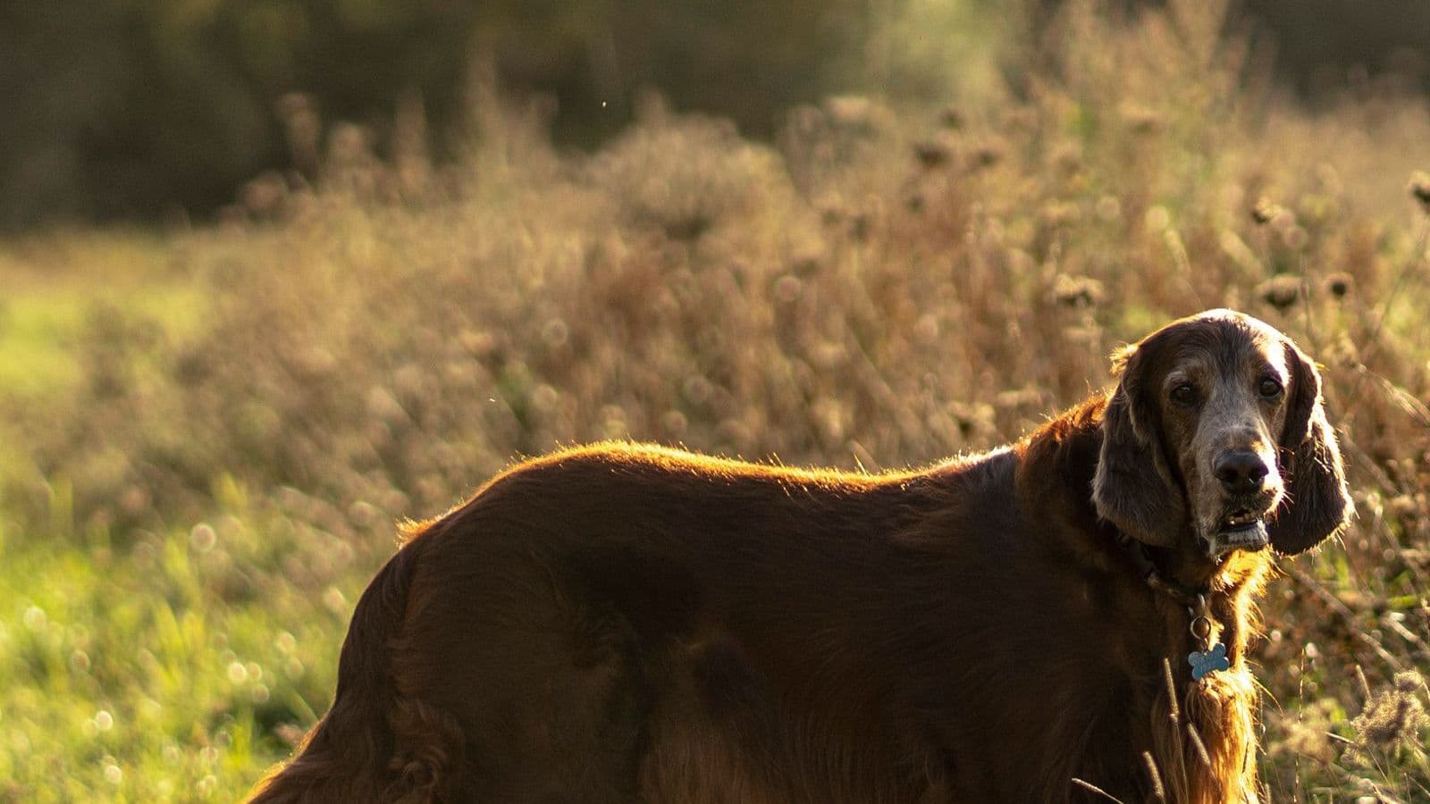 A Irish Setter