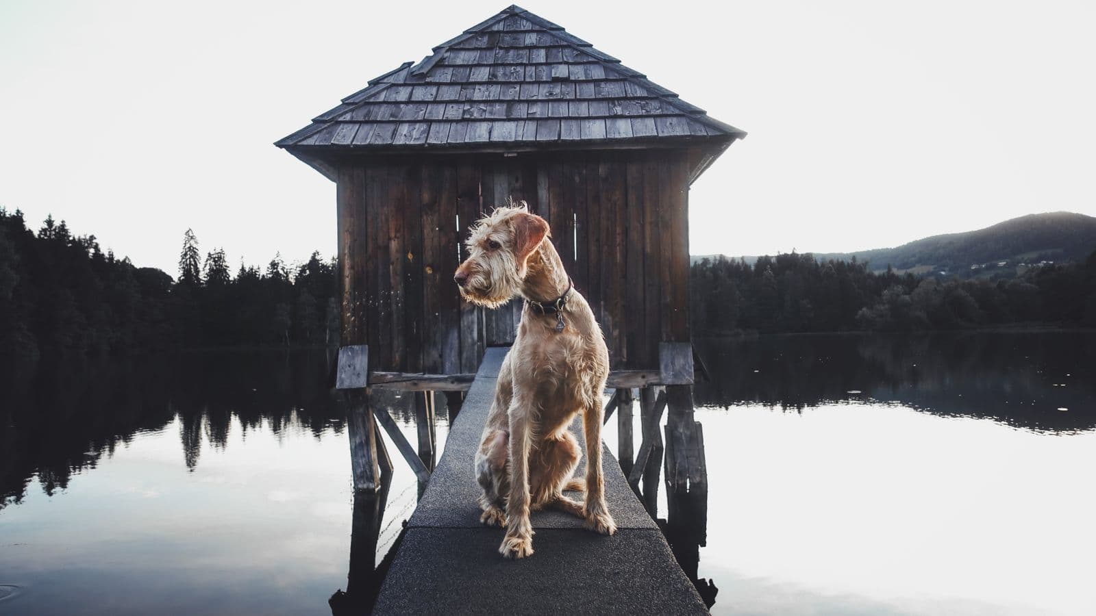 A Irish Terrier