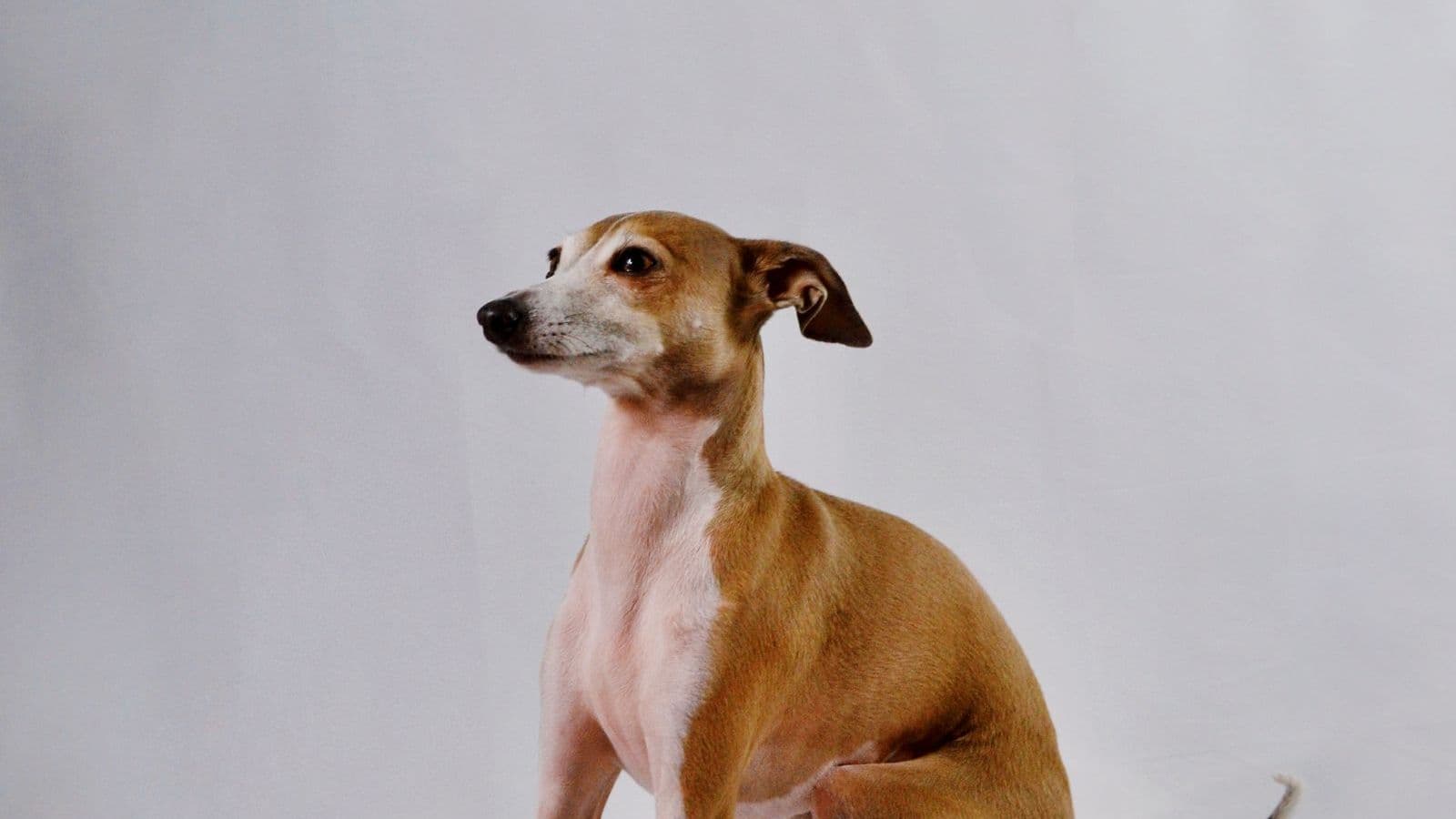 A Italian Greyhound