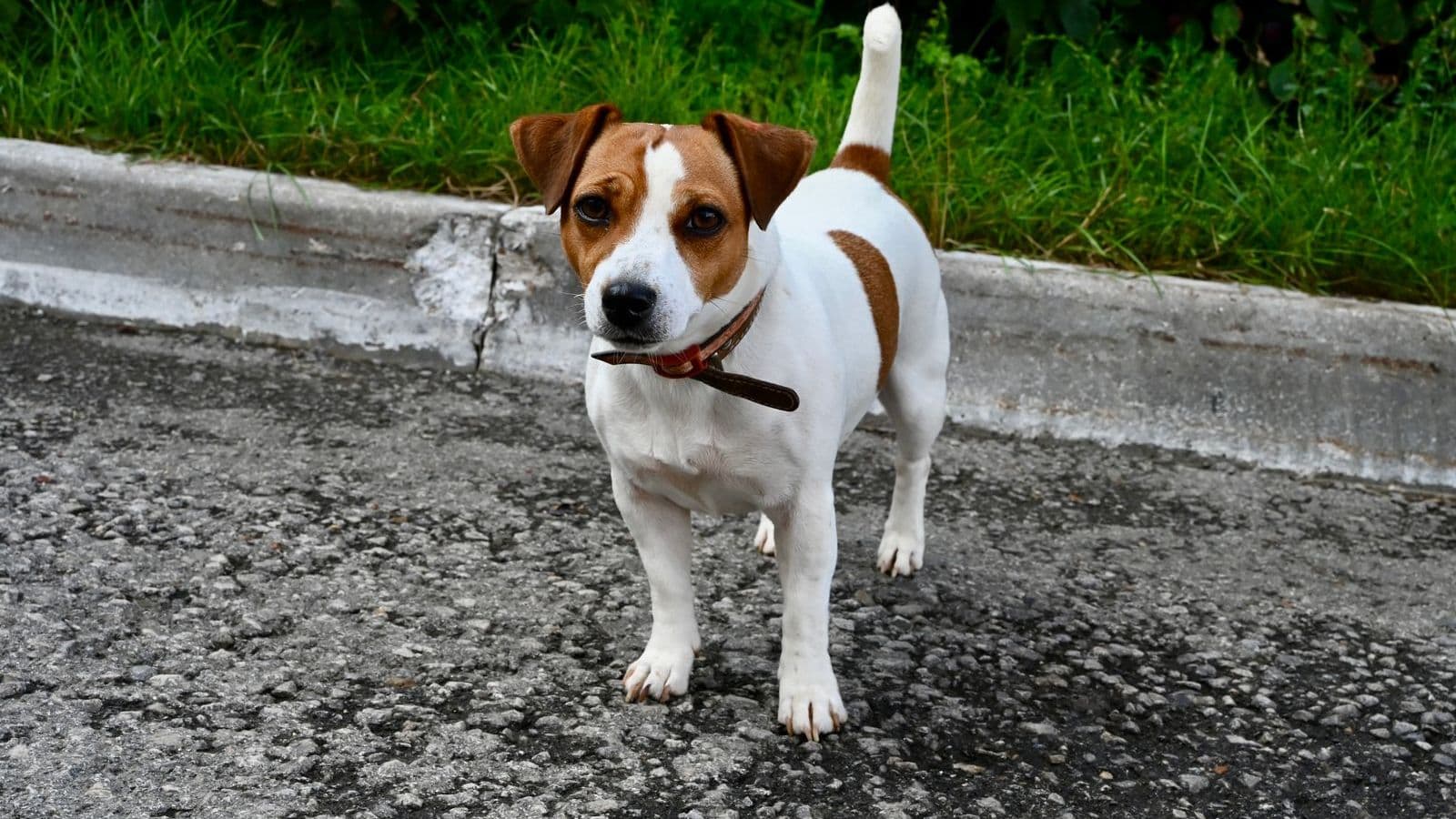A Jack Russell Terrier, a typical terrier