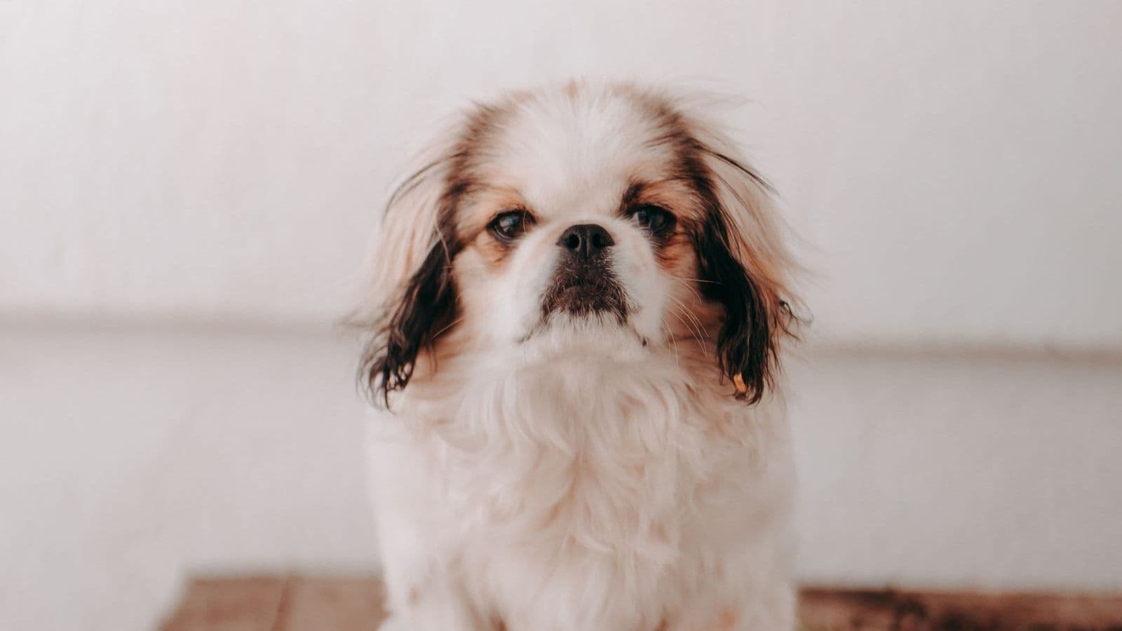 A Japanese Chin
