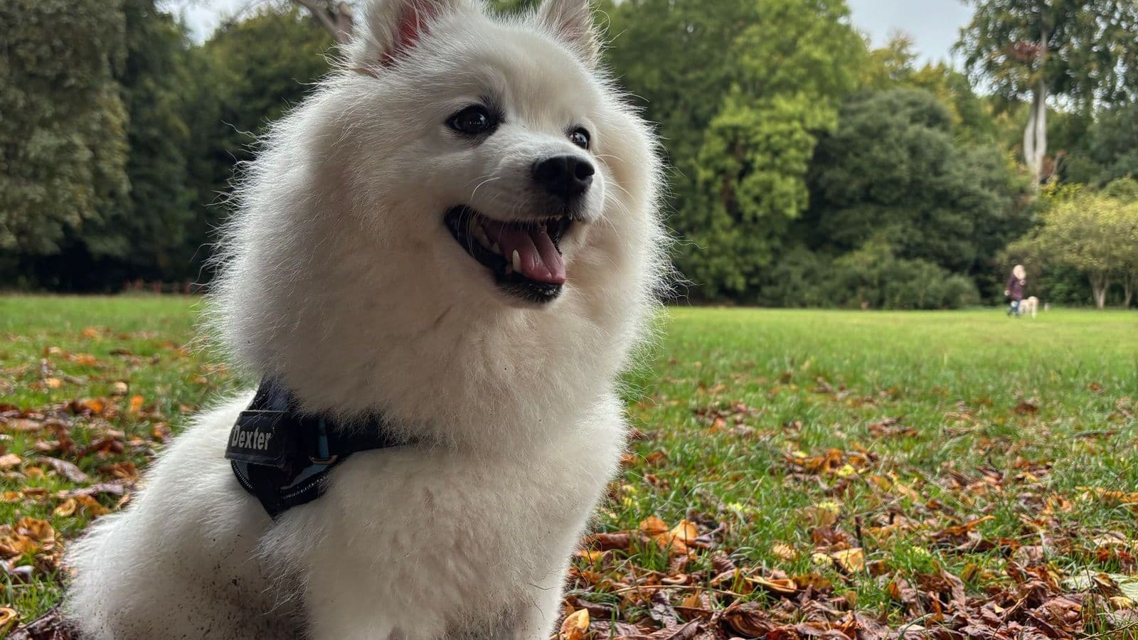 A Japanese Spitz
