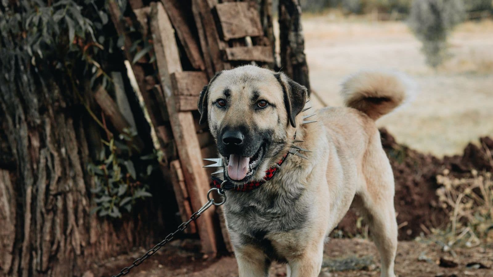 A Kangal Shepherd