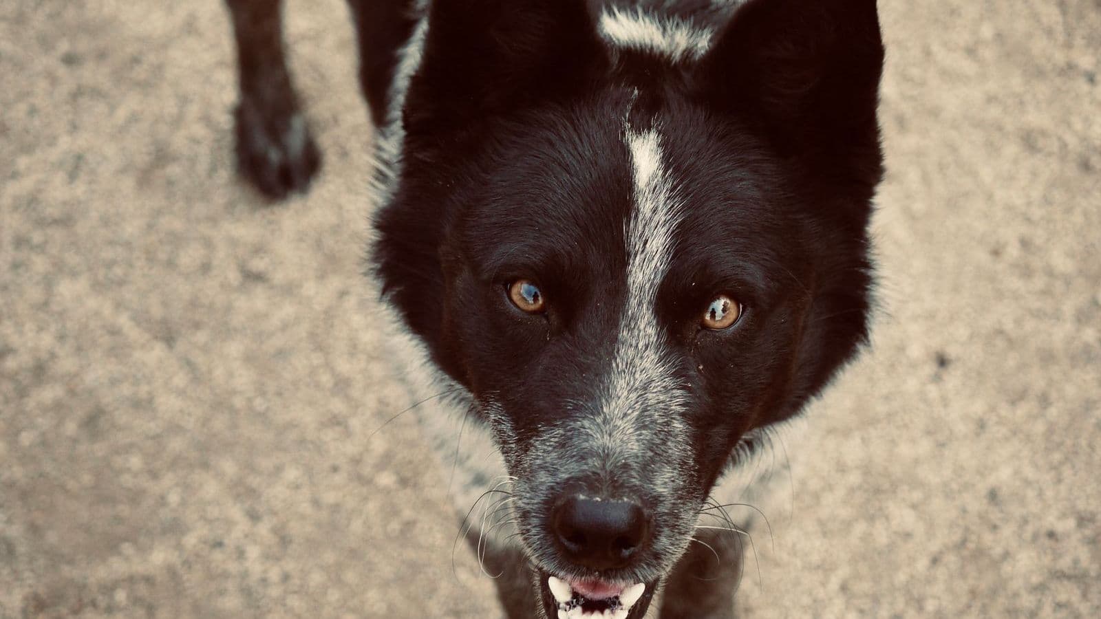 A Karelian Bear Dog