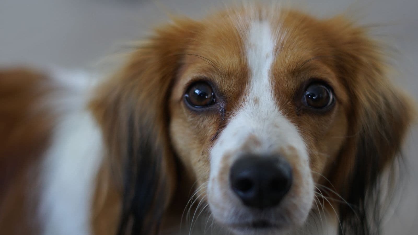 A Kooikerhondje