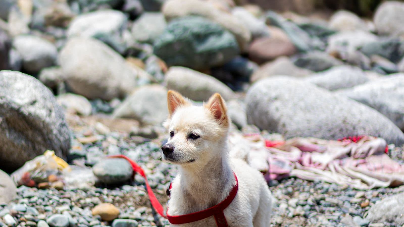 A Korean Jindo