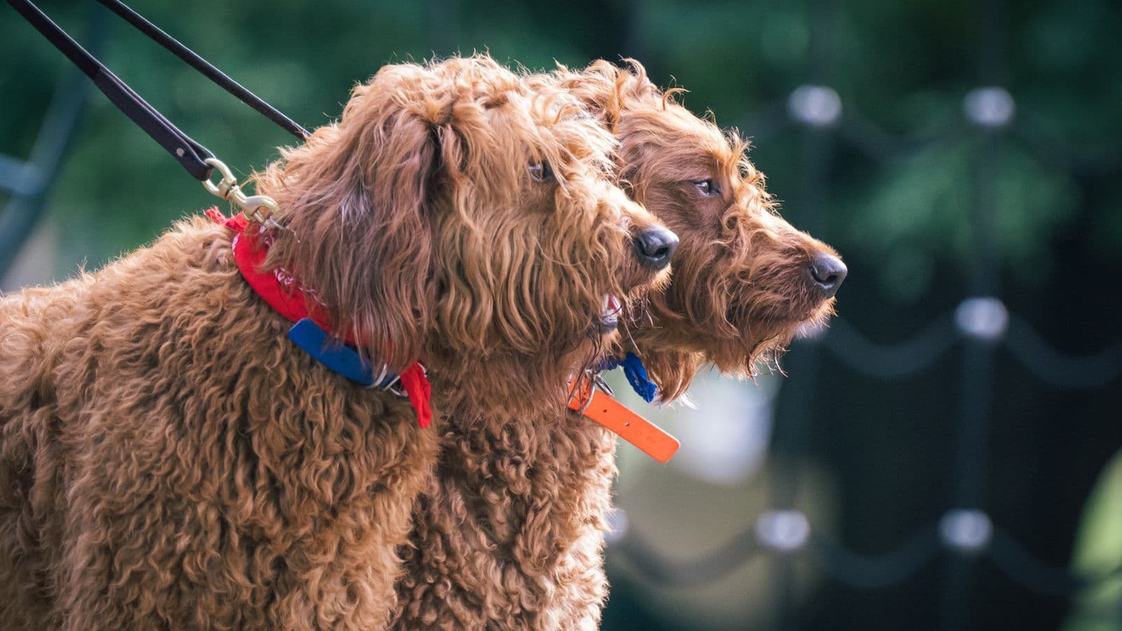A Labradoodle