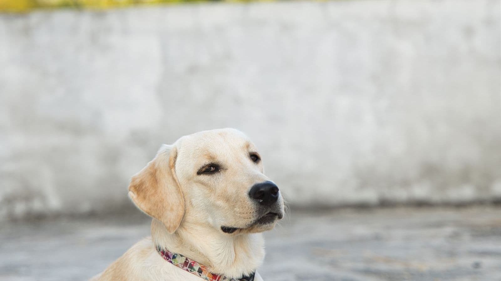 A Labrador Retriever
