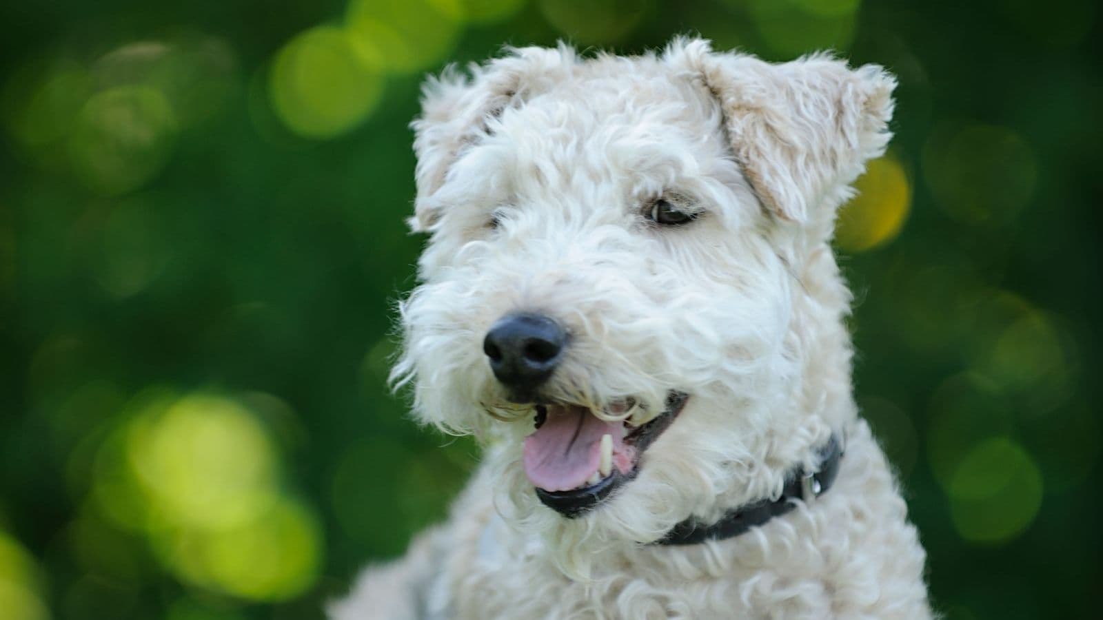 A Lakeland Terrier