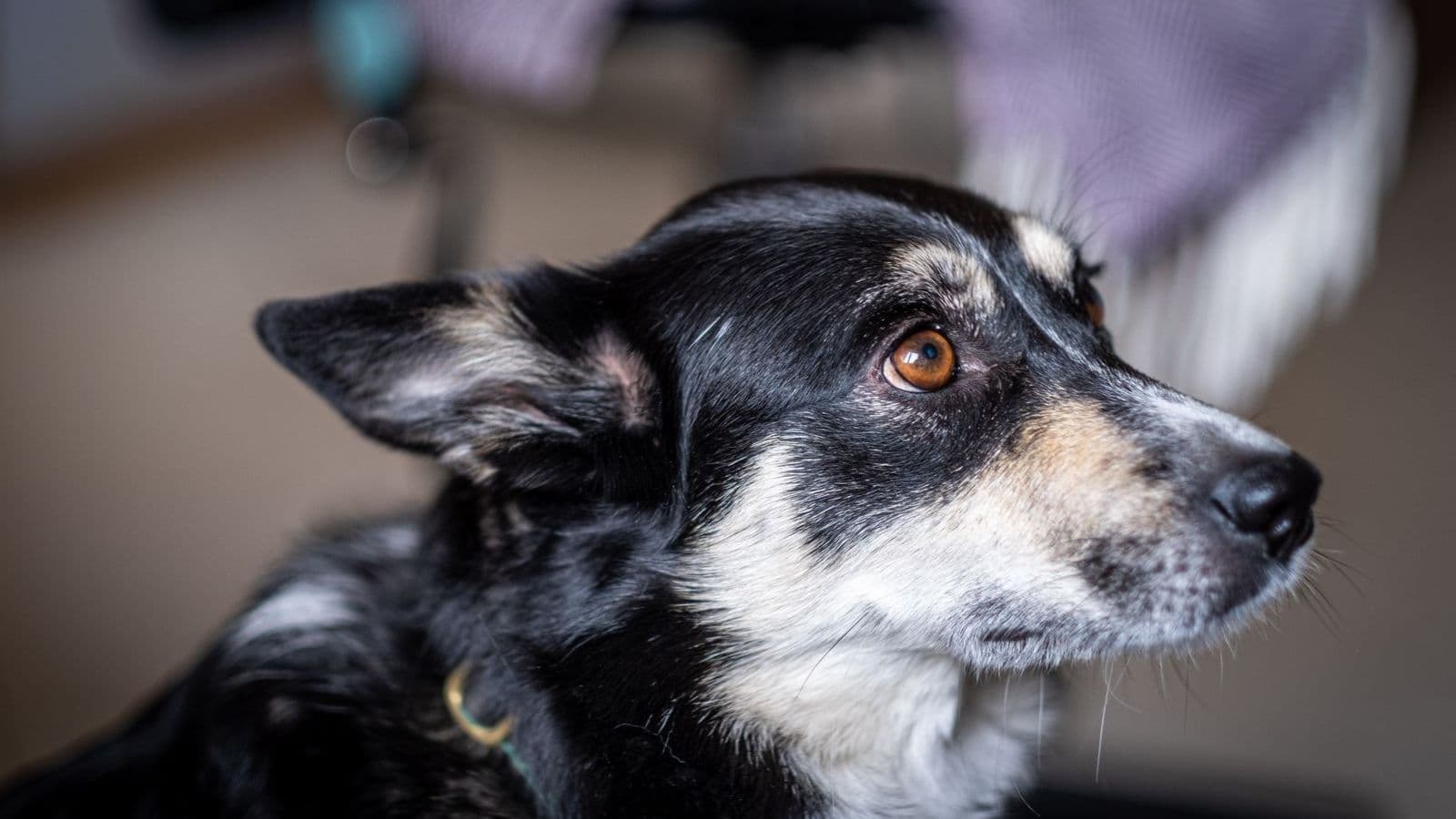 A Lapponian Herder