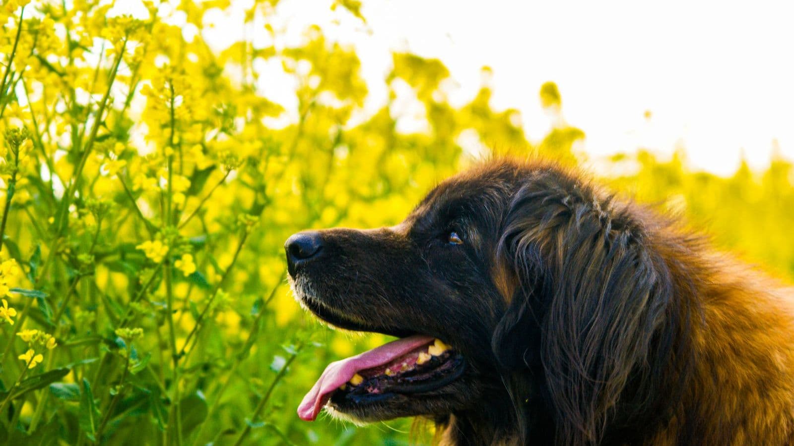 A Leonberger