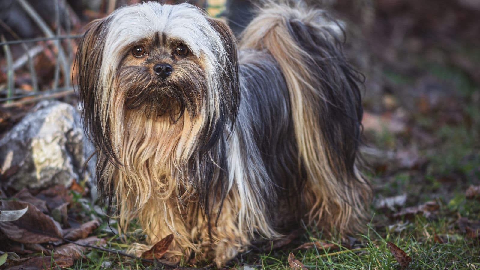 A Lhasa Apso