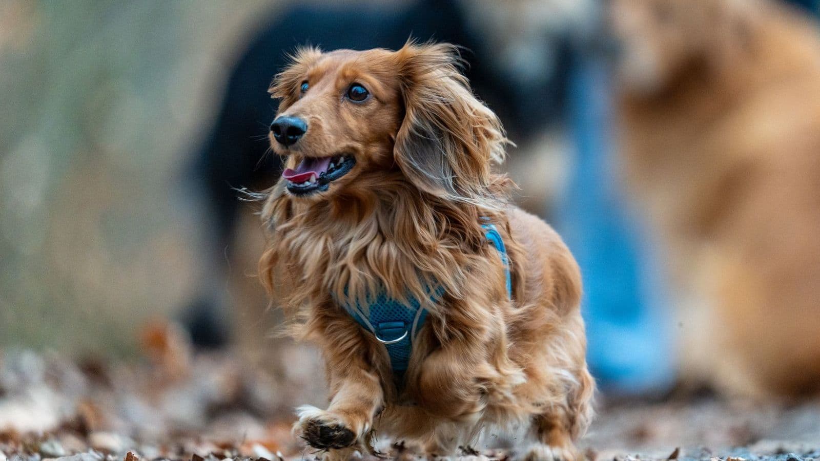 A Long-Haired Dachshund