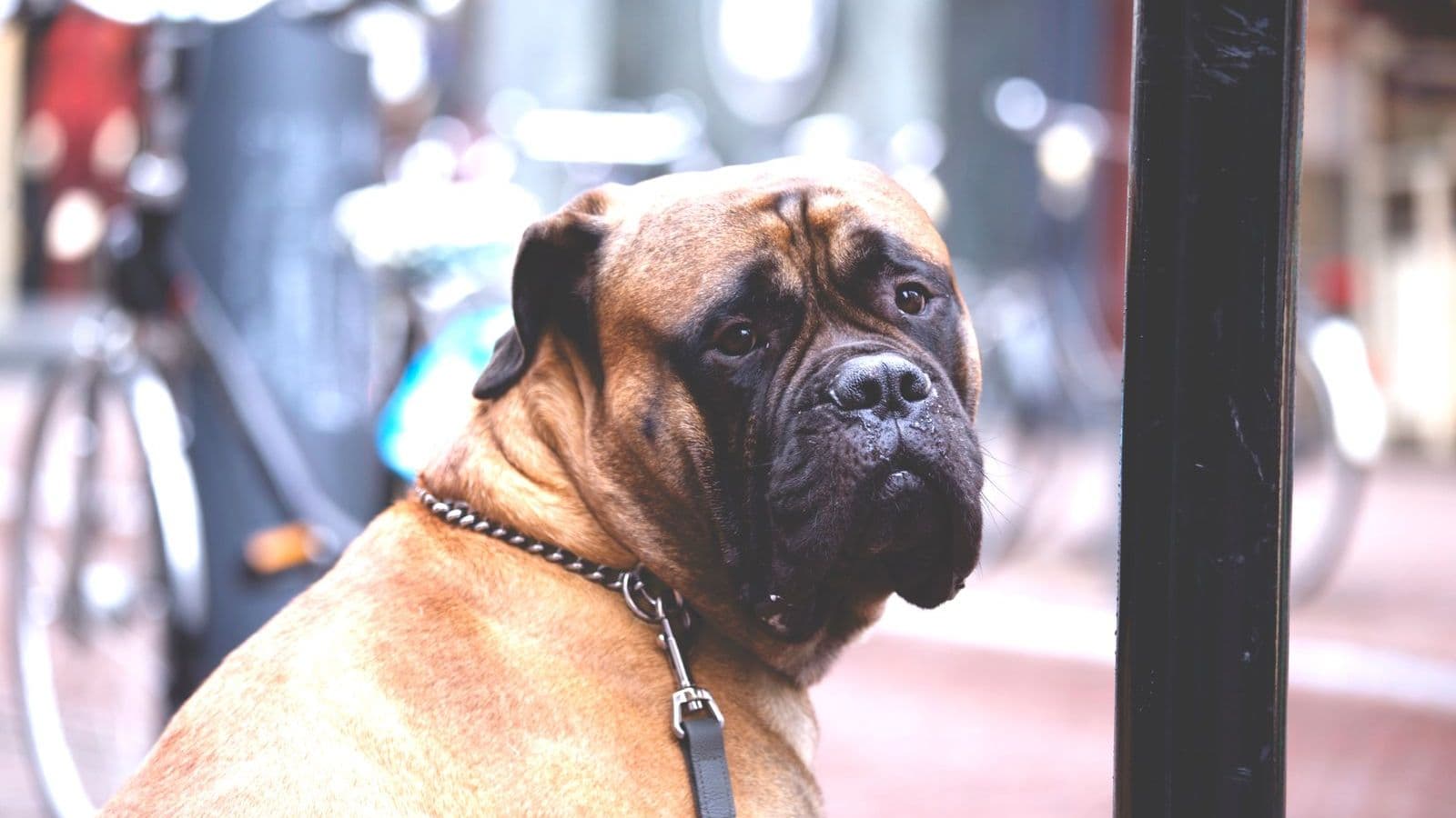 A Mastiff dog