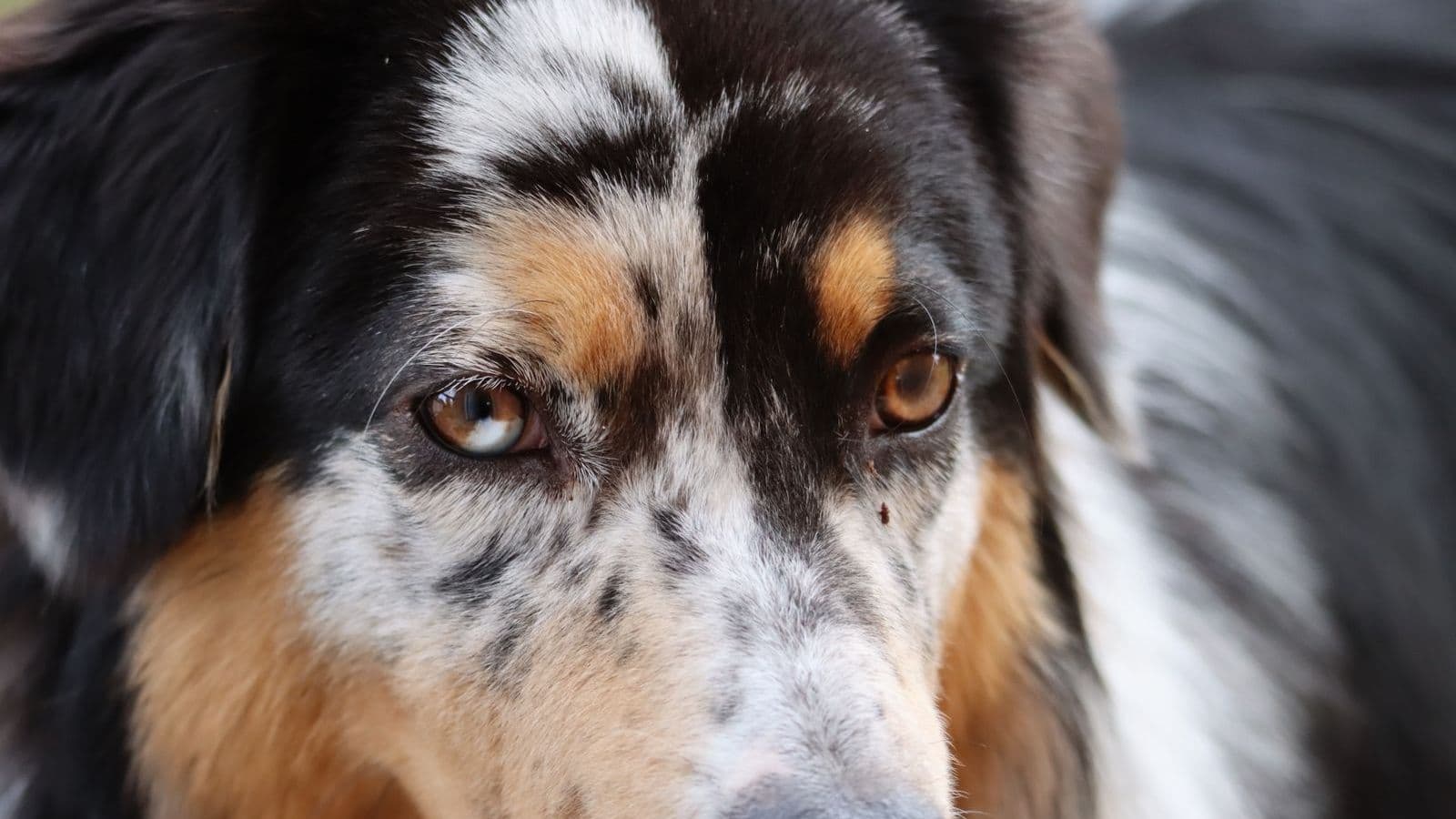 A Miniature American Shepherd