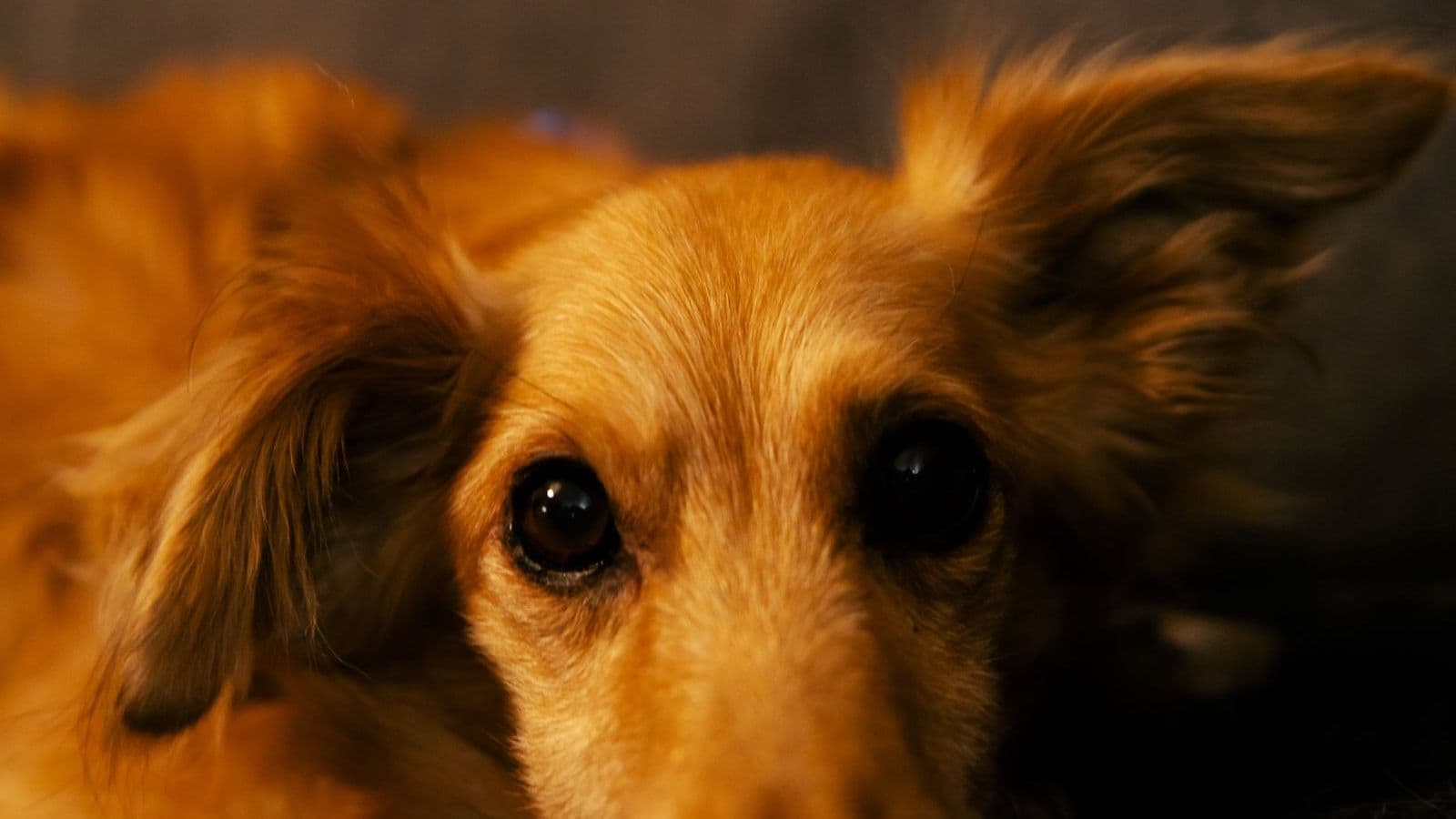 A Miniature Dachshund