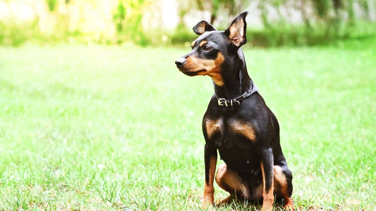 A Miniature Pinscher