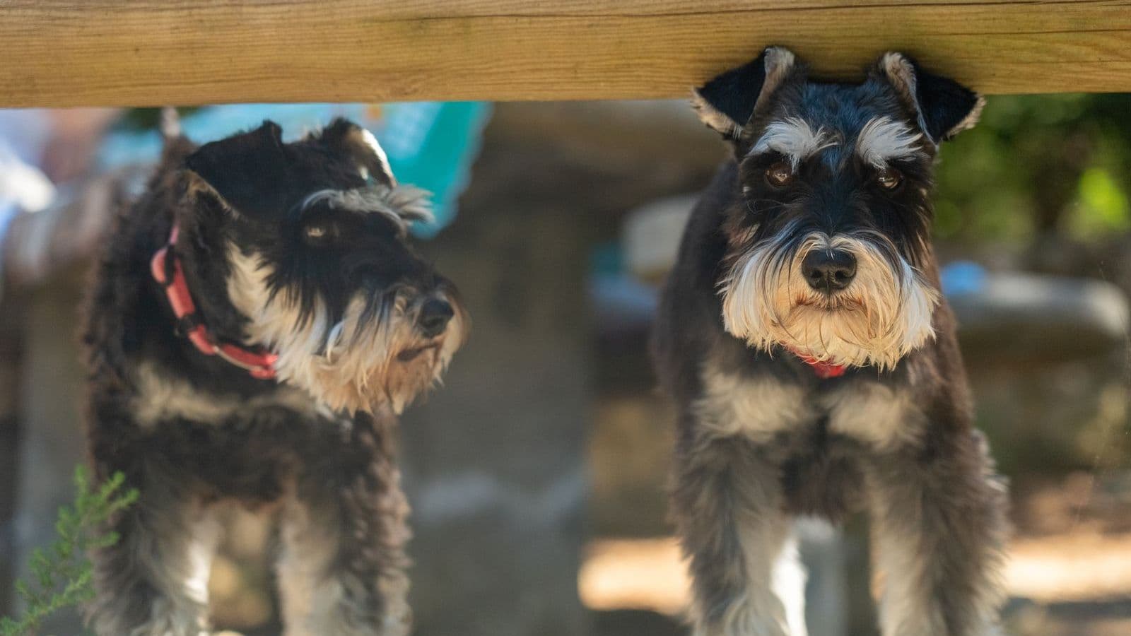 A Miniature Schnauzer