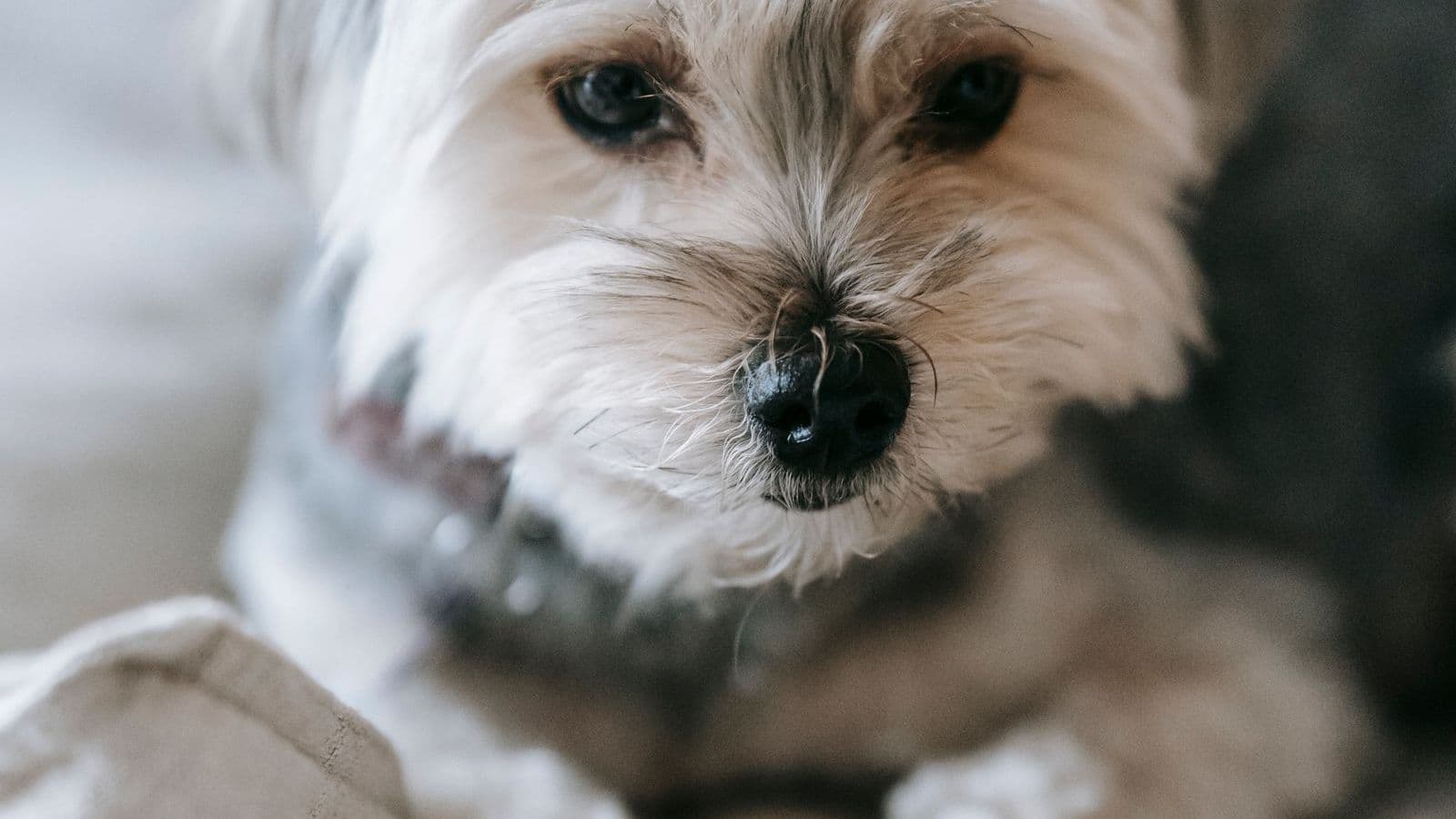 A Morkie dog