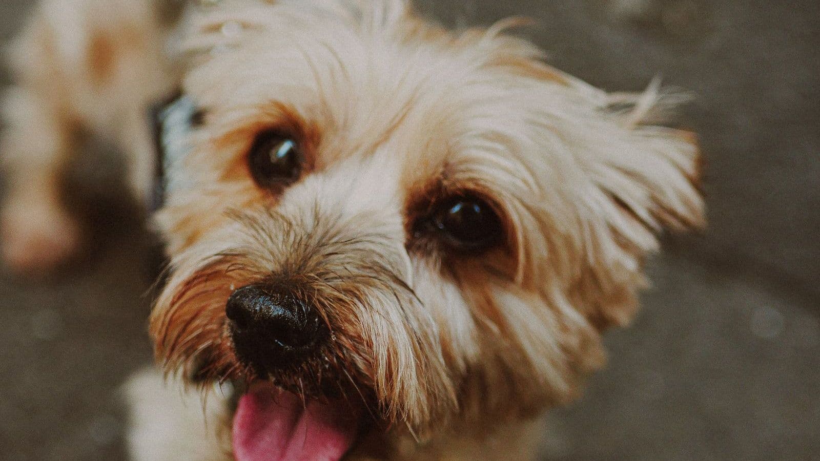 A Norfolk Terrier