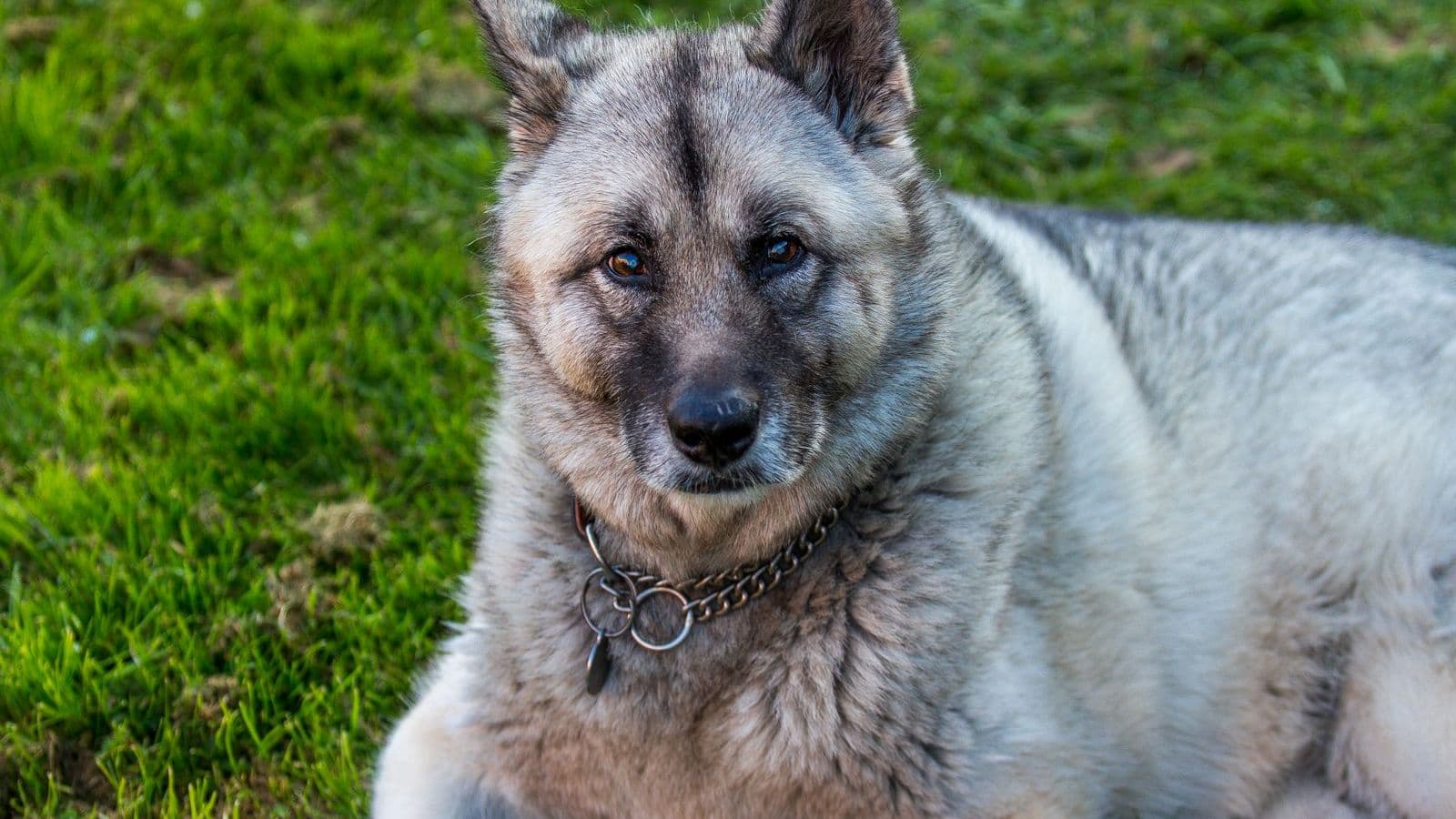 A Norwegian Elkhound
