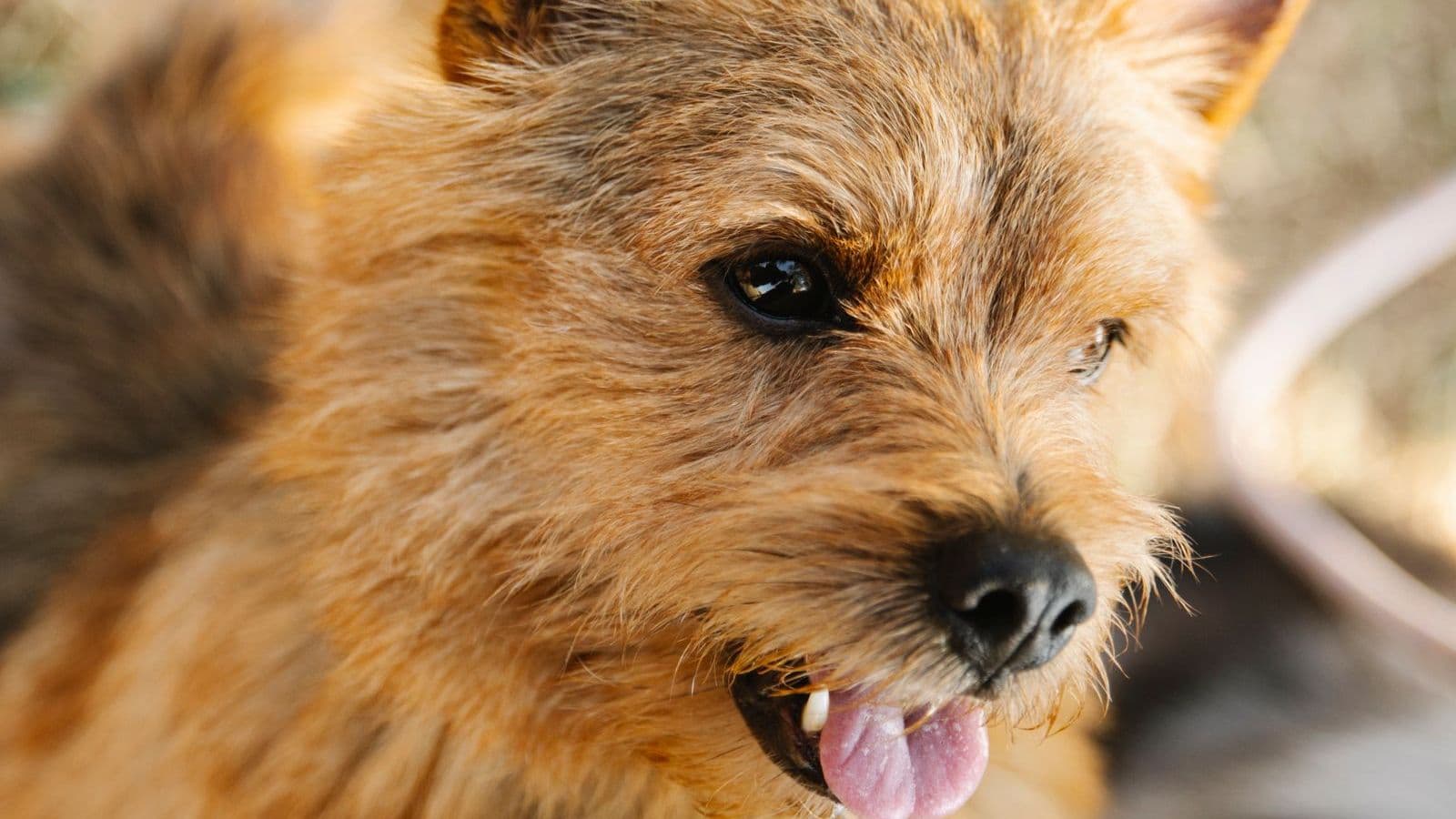 A Norwich Terrier