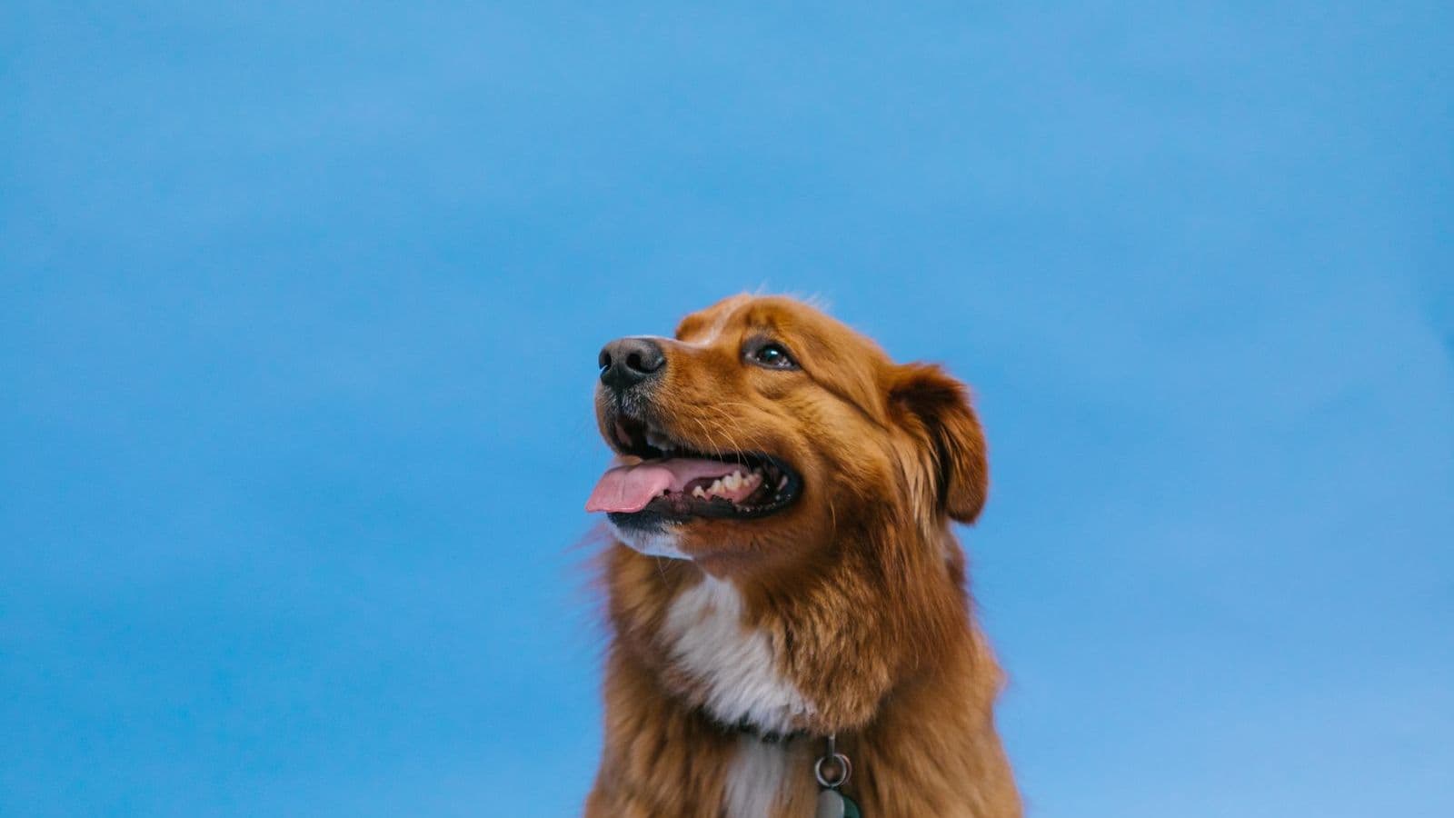 A Nova Scotia Duck Tolling Retriever