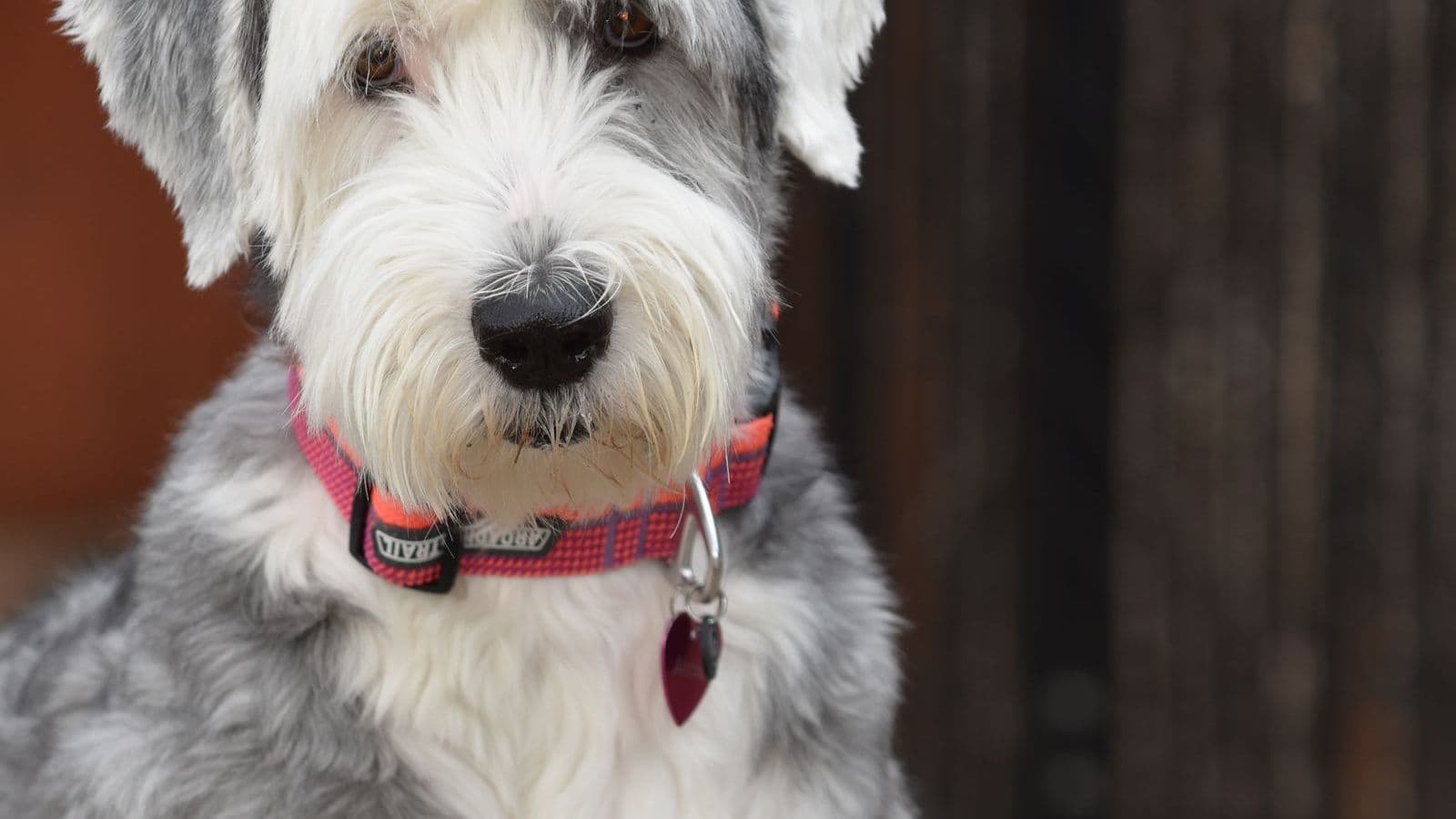 A Old English Sheepdog