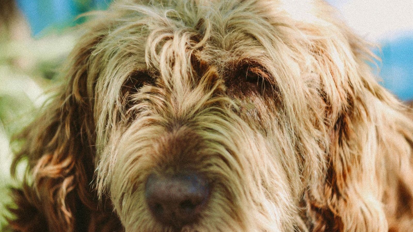 A Otterhound