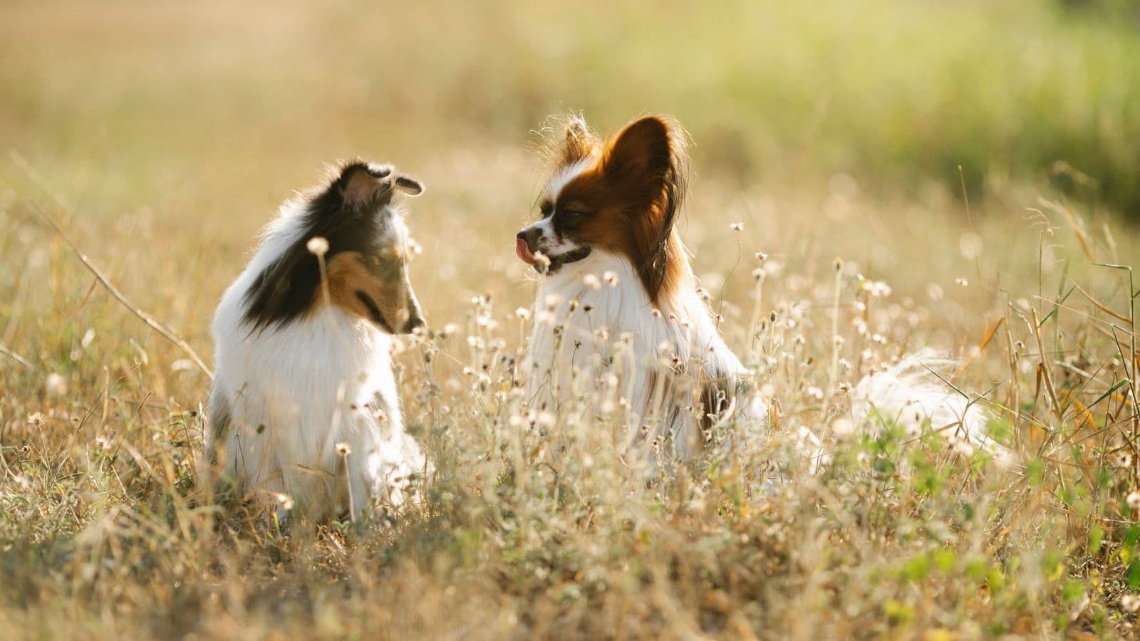 A Papillon dog