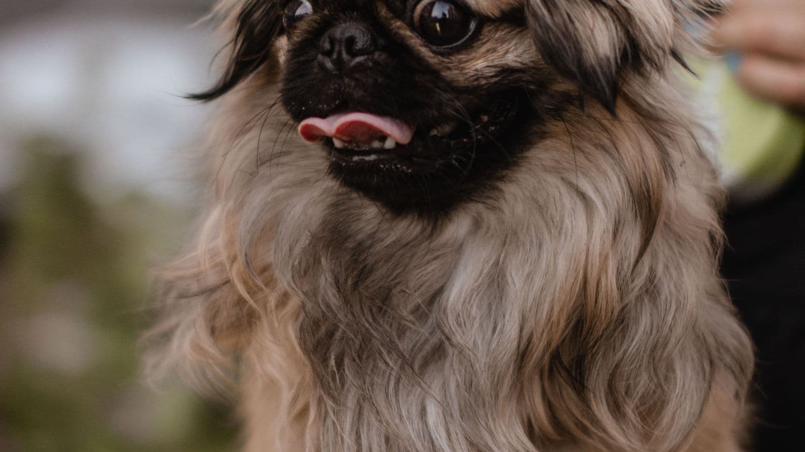 A Pekingese dog