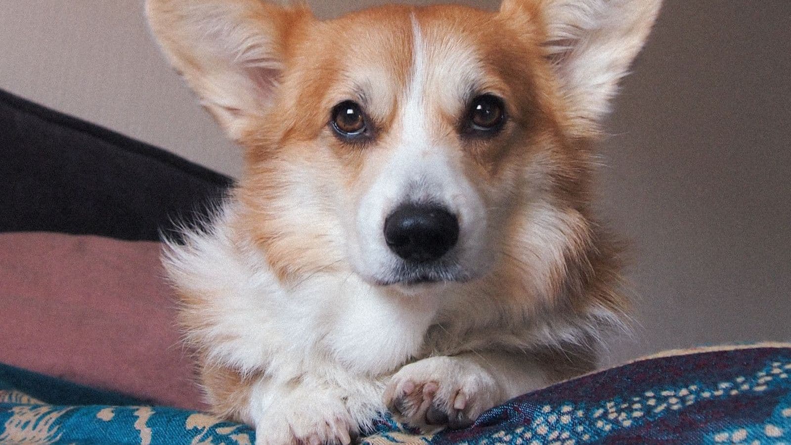 A Pembroke Welsh Corgi