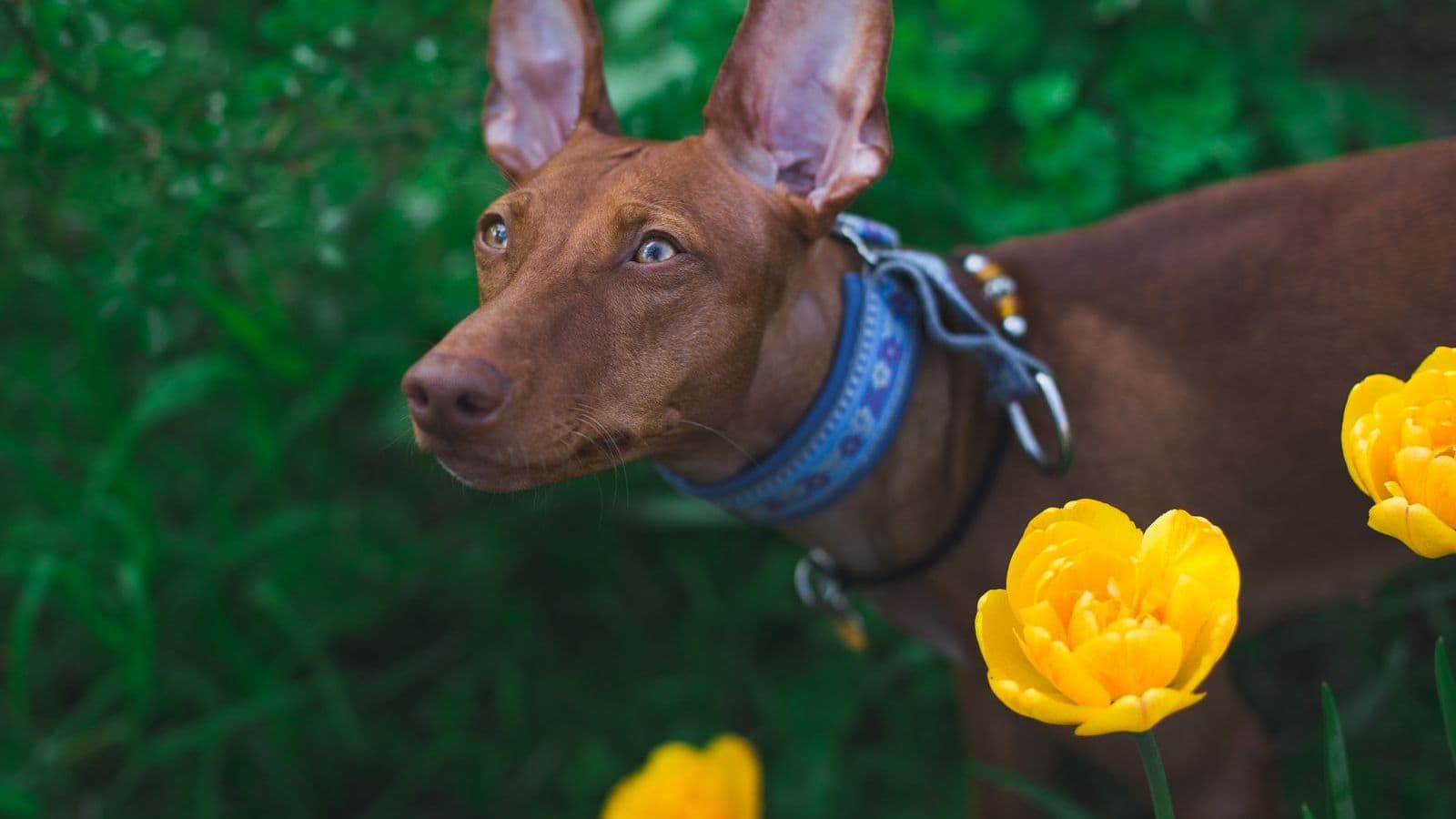 A Pharaoh Hound