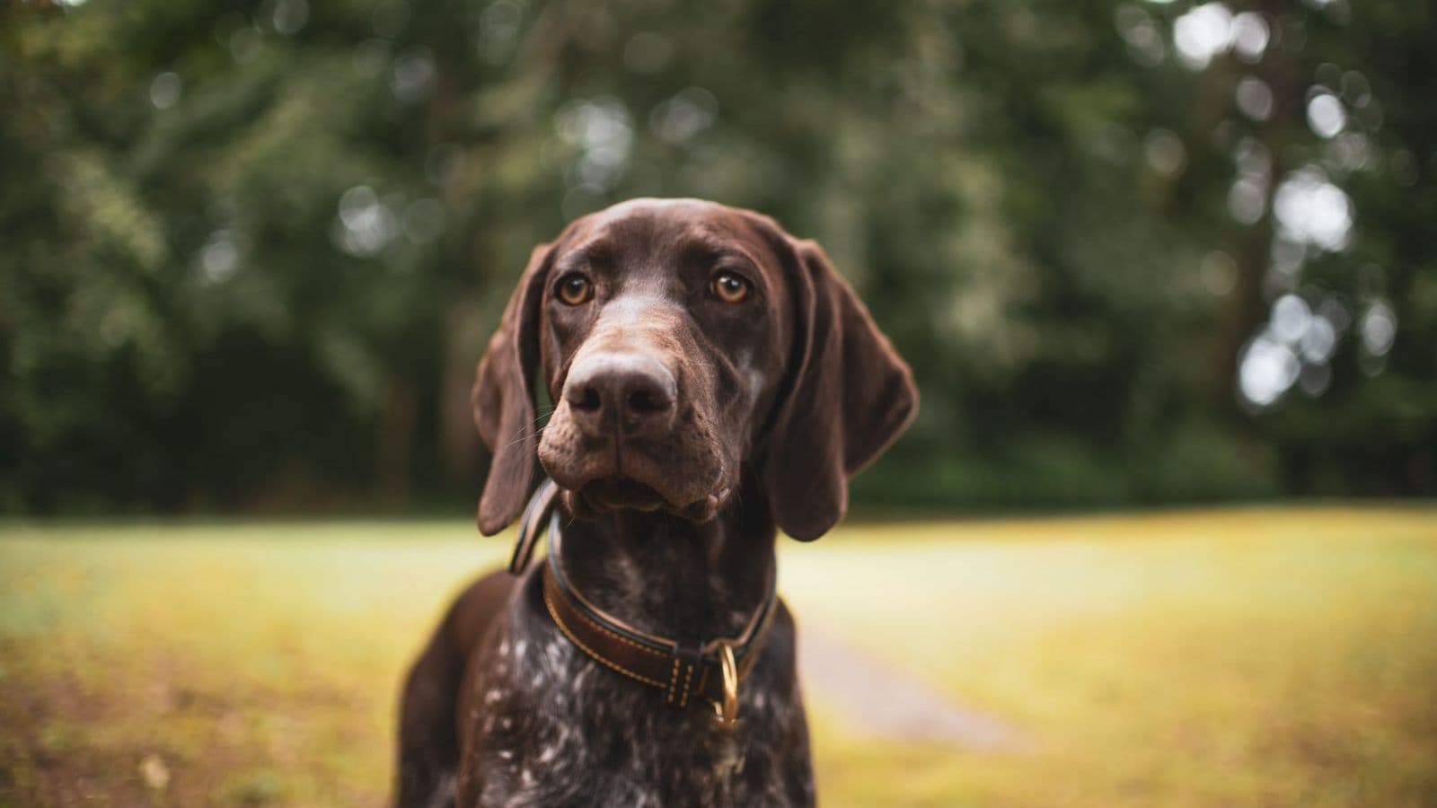 A Pointer dog