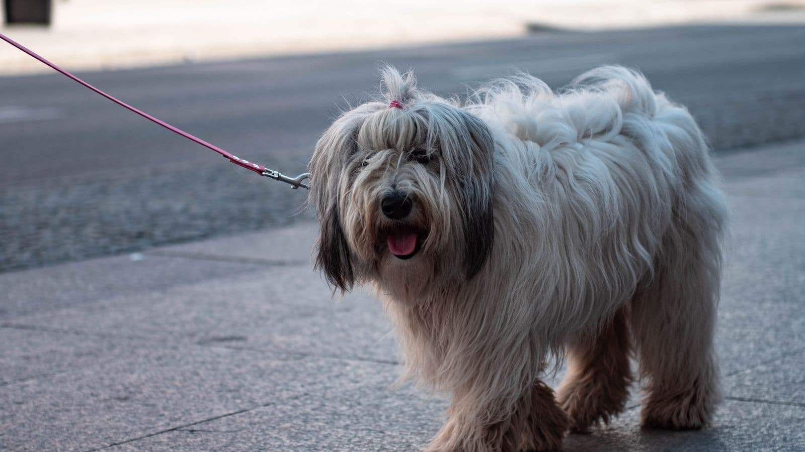 A Polish Lowland Sheepdog