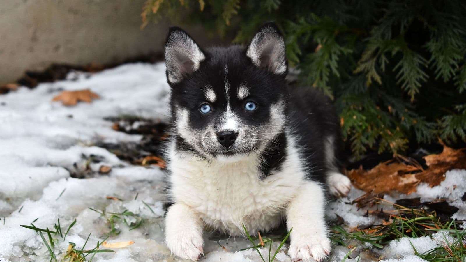 A Pomsky dog