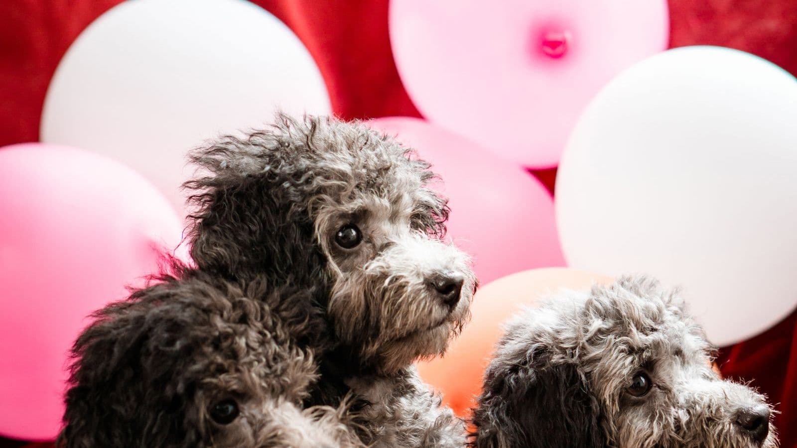 A Poodle dog