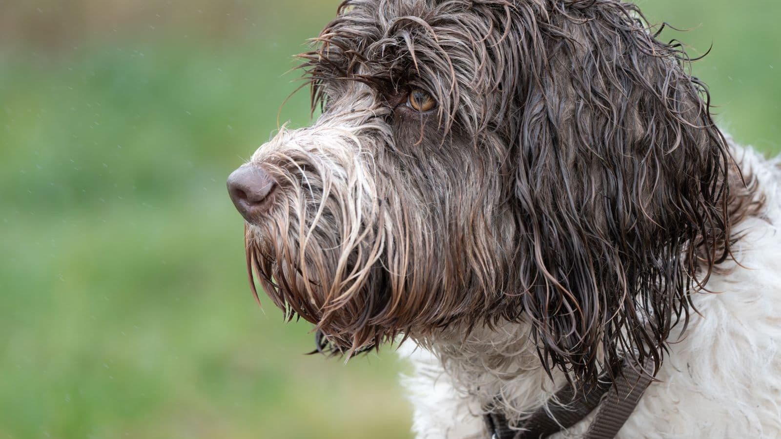 A Portuguese Water Dog