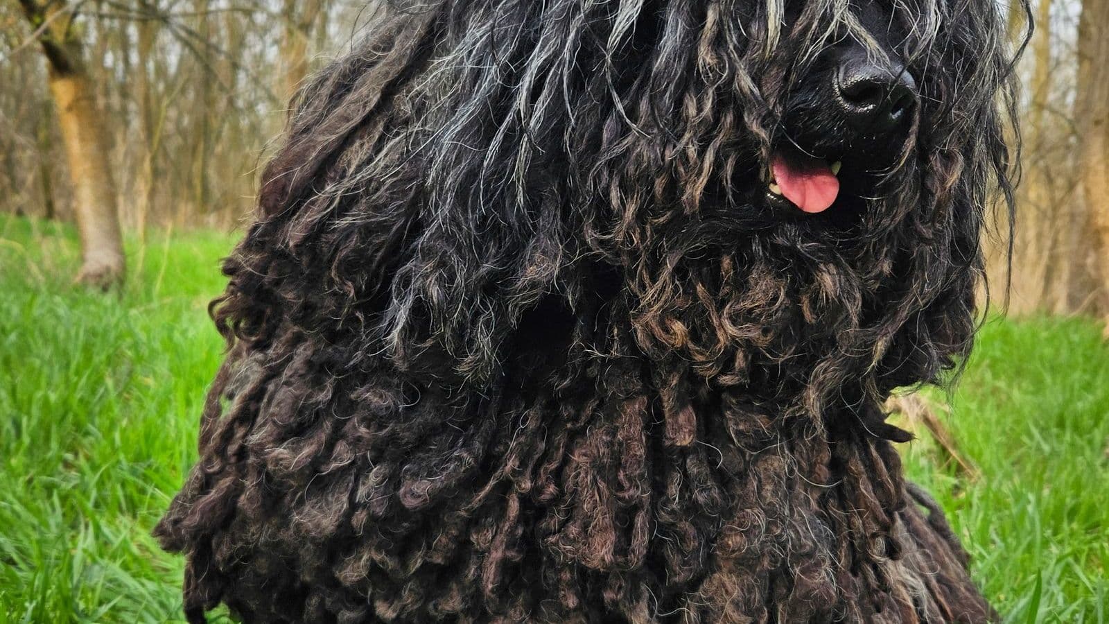 A Puli dog