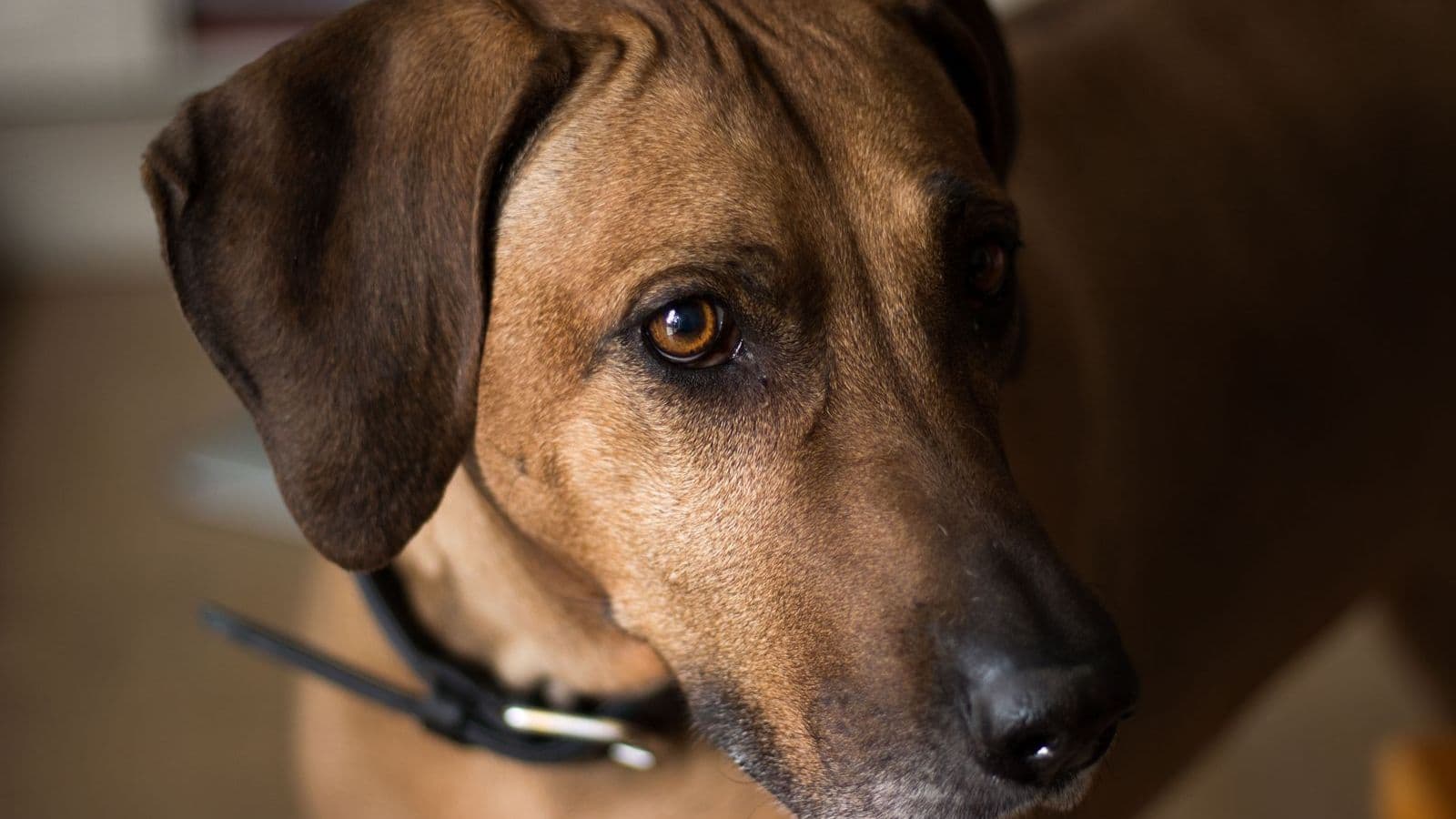 A Rhodesian Ridgeback