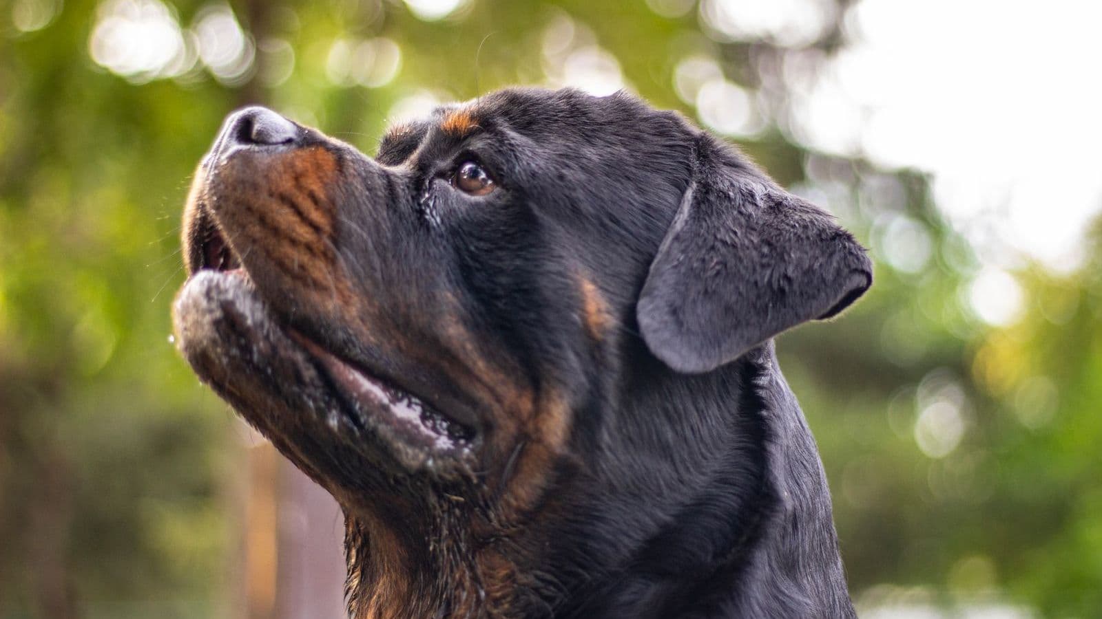 A Rottweiler