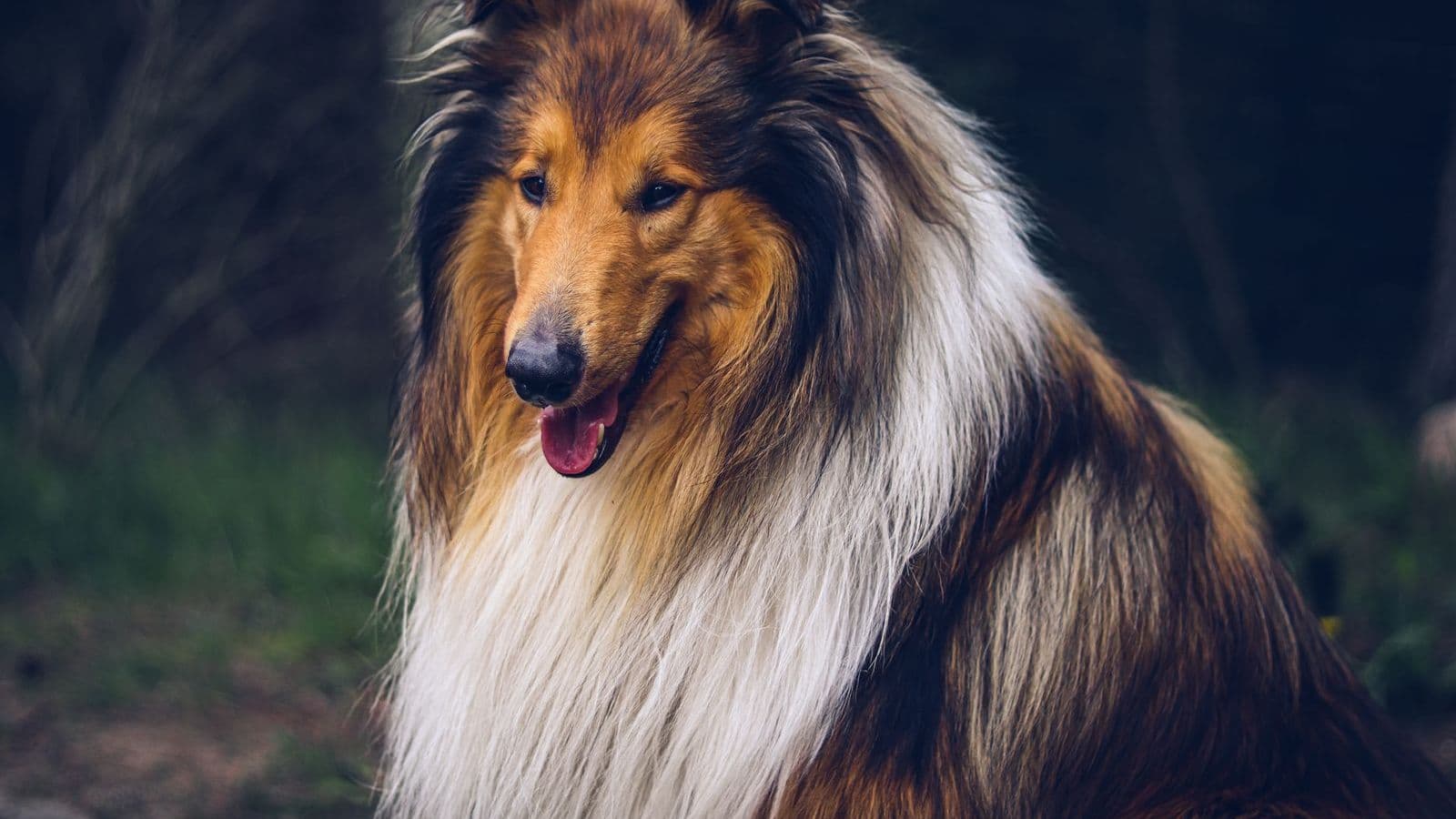 A Rough Collie